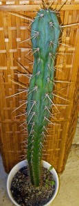 SDC12249_edited