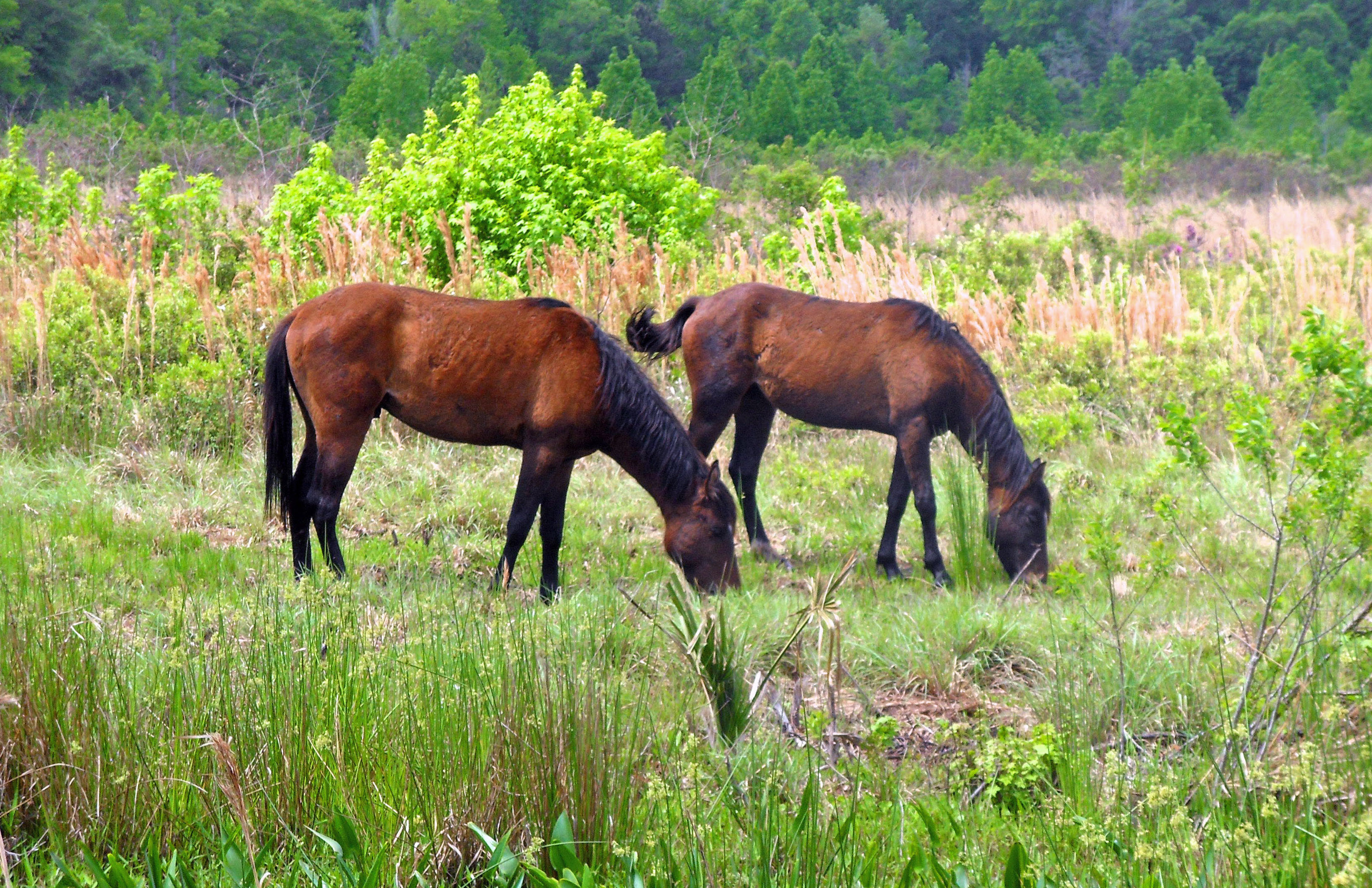 What do wild horses eat?