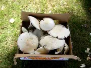 sany0454 Agaricus arvensis