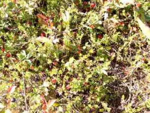 cranberry bog