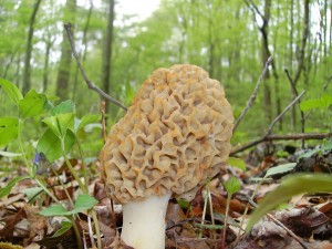 morel morel