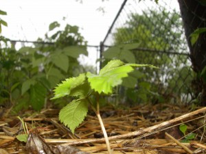 4 year old ginseng 4 year old ginseng