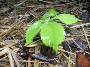 ginseng 1 ginseng 1