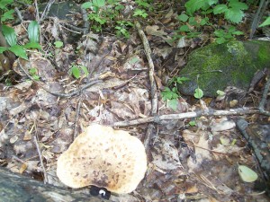 Dryad's saddle