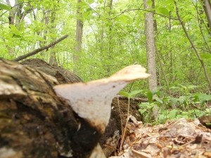 Dryad's saddle2
