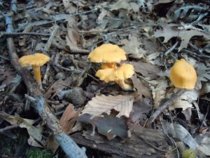 sept 2011 mushroom finds 011